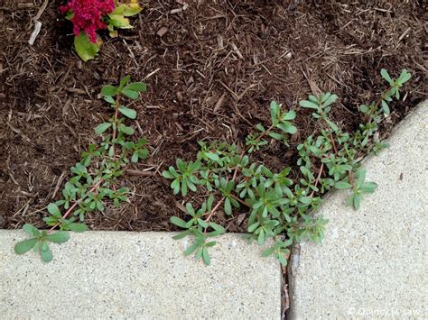 Weed Of The Month For July 2015 Is Common Purslane Turfgrass Science