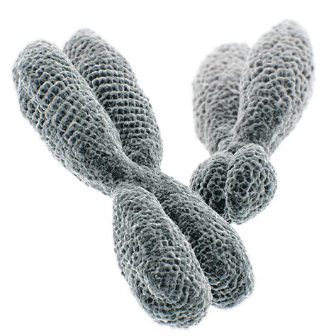 Definición de Cromosomas - Qué es y Concepto