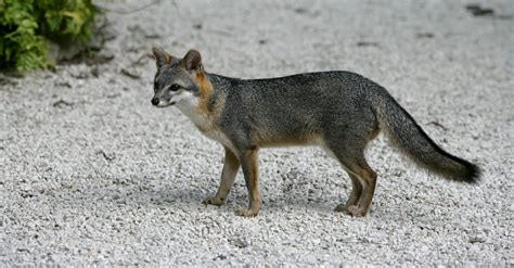 Gray Fox Animal Facts Urocyon Cinereoargenteus A Z Animals