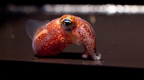 Pm me if you want to be notified when they're open in the future. The Lovely Tale of an Adorable Squid and Its Glowing ...