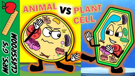 The cell is the structural and functional unit of all the living organisms. WHAT IS THE DIFFERENCE BETWEEN PLANT AND ANIMAL CELL - YouTube