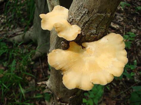 Random Central Indiana Mushrooms Mushroom Hunting And Identification