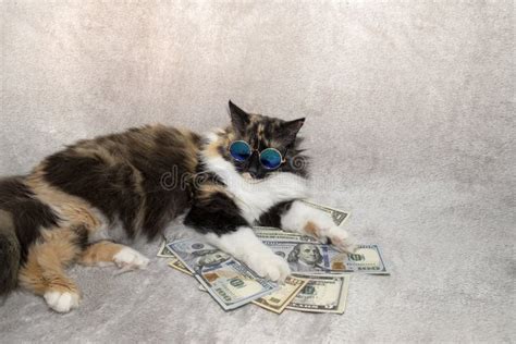 220 Cat Dollar Kitten Money Stock Photos Free And Royalty Free Stock