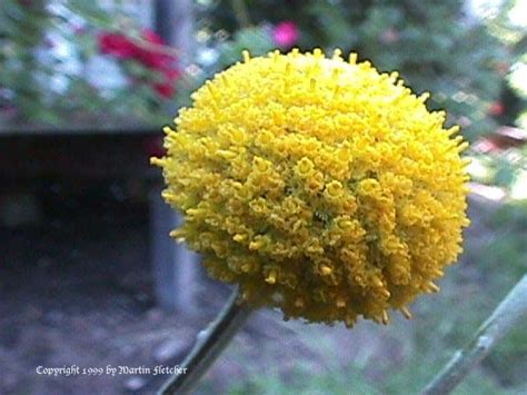 We did not find results for: Craspedia Flower, Facts, Craspedia Flower Meaning, Color ...