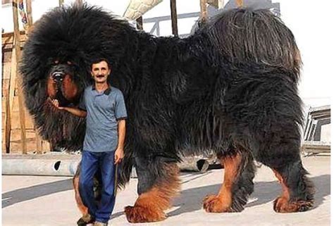 10 Huge Dog Breeds That Just Give You More To Love Big Dog Breeds
