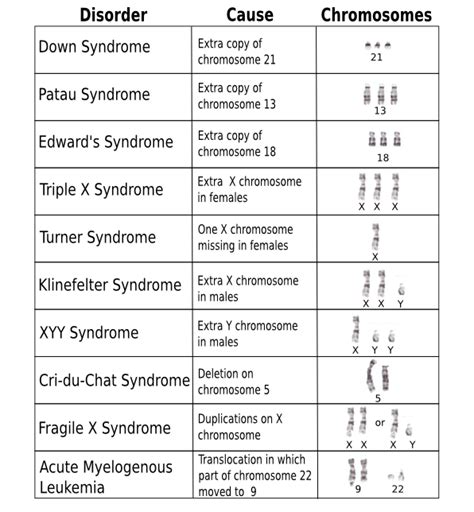 Karyotype Definition Disorders And Analysis