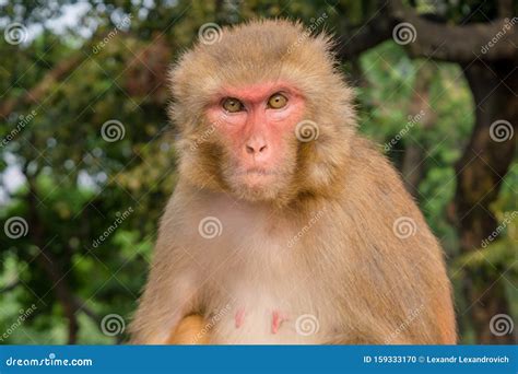 Angry Monkey Staring At The Camera Stock Photo Image Of Field Group