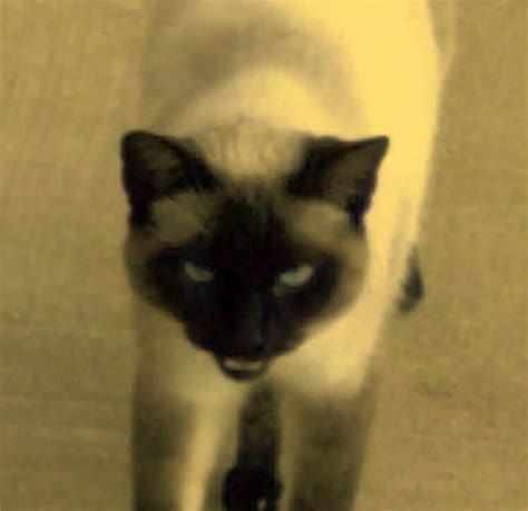 Angry Siamese Cat