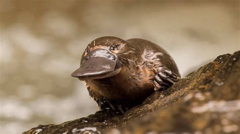 Platypus Populations Drop As Extreme Drought Conditions Affect