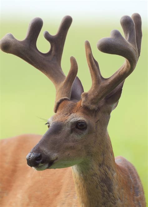 Why Bucks Shed Their Antlers Mississippi State University Extension