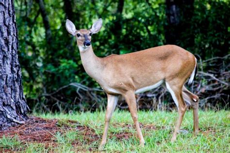 White Tailed Deer In Florida