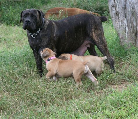 It will more than likely have very strong protective instincts and be a confident and bold dog. Paws Then Play: South African Boerboels