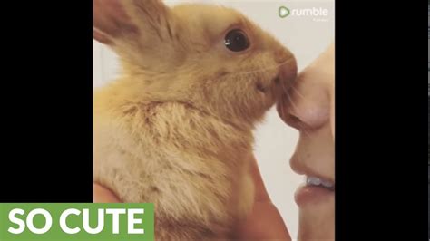 Baby Bunny Rabbit Gives Owner Lots Of Kisses Youtube
