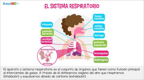 Aparato Respiratorio O Sistema Respiratorio Árbol Abc