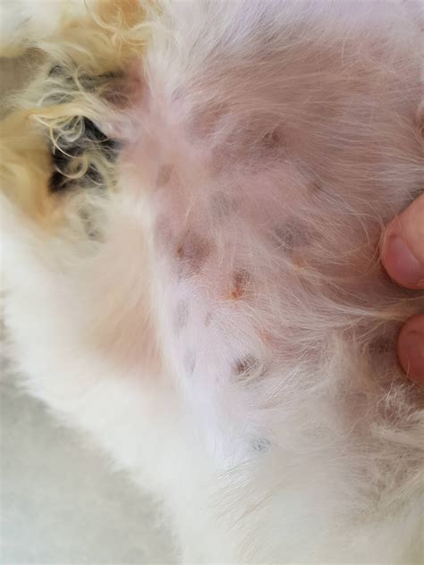 Why Does My Dog Have Pimples On Her Belly