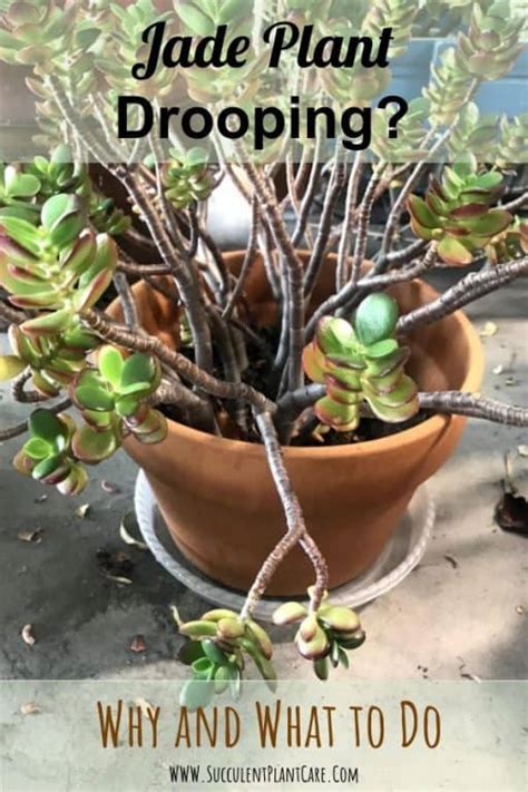 This is first stem that grew 4 years ago. Jade Plant Branches or Leaves Shriveling/Drooping ...