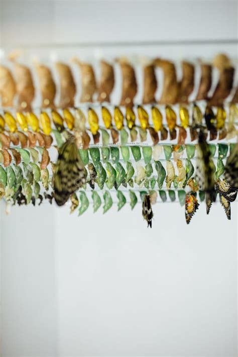 Butterfly Cocoons Hanging From A Ceiling And Butterflies Emerging At