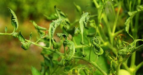 Recognizing And Treating Tomato Leaf Curl The Habitat