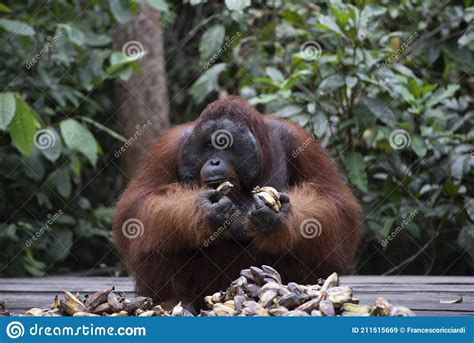 Male Borneo Orangutan Pongo Pygmaeus Tanjung Puting National Park