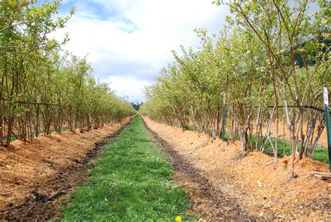 This is known as chlorosis. Field of Organic Blueberry Plants | Cascadian Farm | Flickr