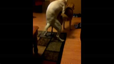 Female Dogs Humping Each Other Youtube
