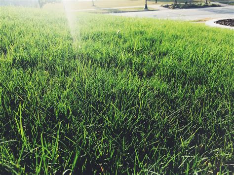 Gambar Menanam Bidang Halaman Rumput Padang Rumput Bunga Hijau