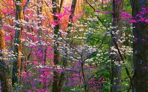 Flowering Trees In Spring Forest Hd Wallpaper Background Image