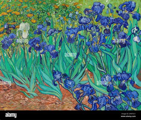 Irises 1889 By Vincent Van Gogh Stock Photo Alamy