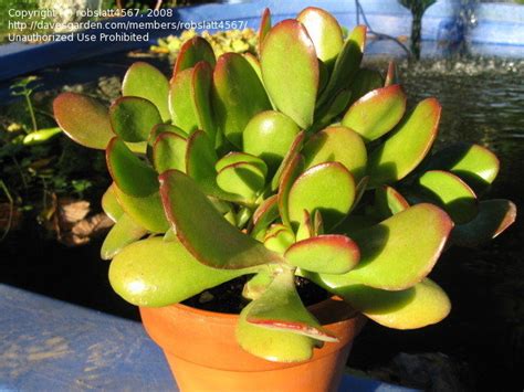Succulents are plants that originally came from desert climates. PlantFiles Pictures: Dollar Plant, Jade Plant, Jade Tree ...