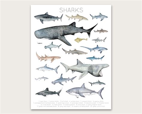 Sharks Posterart Print Etsy