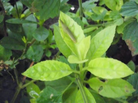 Pokok sambung nyawa bahasa melayu, ensiklopedia bebas ning nong ning gung: Konsep 32+ Gambar Umbi Tanaman Sambung Nyawa