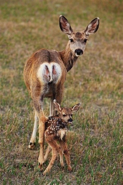 30 Cute Baby Animals Pictures Following Their Moms Tail And Fur