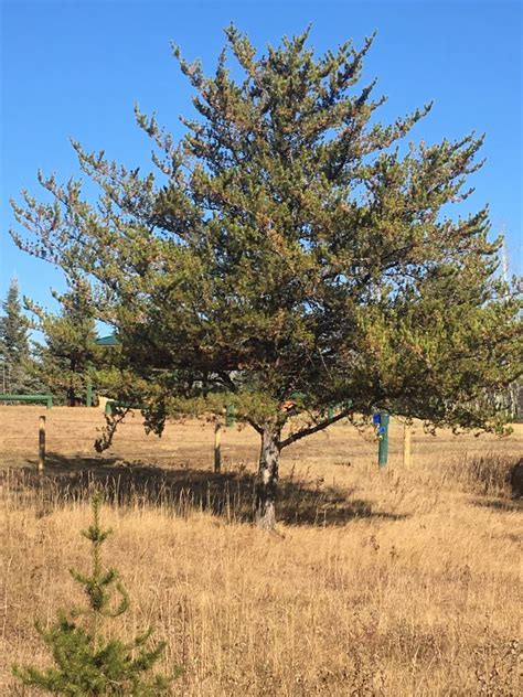 Jack Pine Awes Agroforestry And Woodlot Extension Society Of Alberta