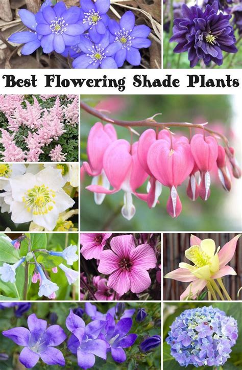 The 25 Best Shade Perennials Ideas On Pinterest Shade Plants Shade