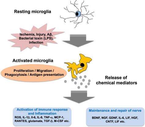 Activation of microglia and its role. | Download Scientific Diagram