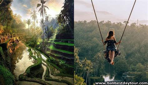 how to get bali swing tegalalang rice terrace tour easily rice