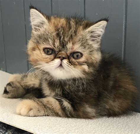 Exotic Shorthair Cats For Sale Marysville Wa 228769