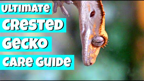 The Ultimate Crested Gecko Care Guide Youtube