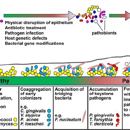PDF The Role Of Oral Pathobionts In Dysbiosis During Periodontitis Development