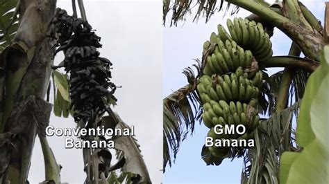 Video How Gmo Bananas Could Help Ugandan Farmers Overcome Bacterial