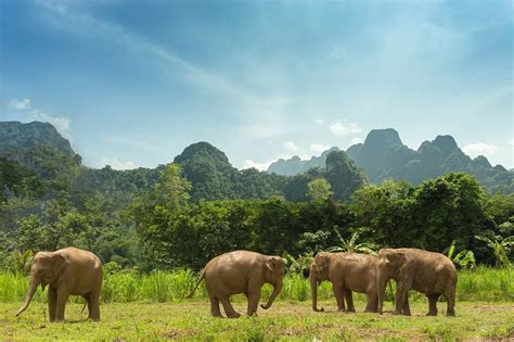 Elephant Hills Tented Camp Khao Sok National Park Khao Lak Thailand