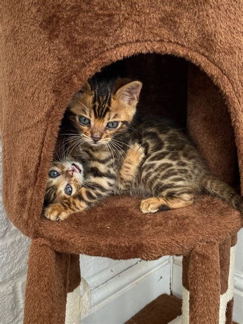 3 Beautiful Bengal Kittens For Sale In Beccles Suffolk Gumtree