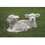 Facts About Domestic Sheep