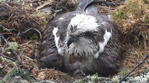 First Osprey Chick Emerges At Loch Of The Lowes The Courier
