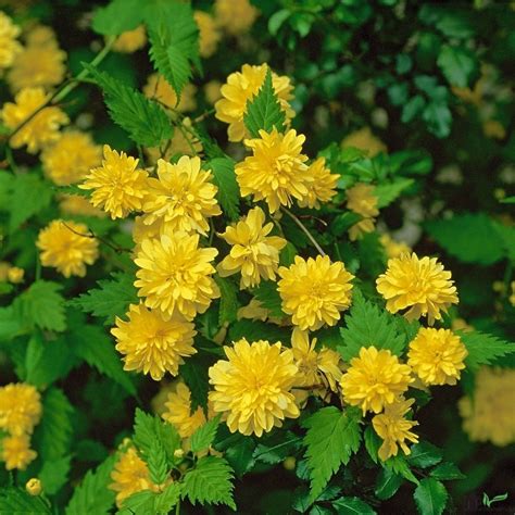 Kerria Japonica Pleniflora Gefüllter Ranunkelstrauch Frühlingsblüher V