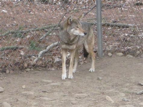 014 Red Wolf At Beardsley Zoo Ct Abby Abigail Bleh Flickr
