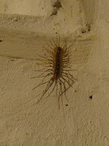 House Centipede Scutigera Coleoptrata Linnaeus Scutigera
