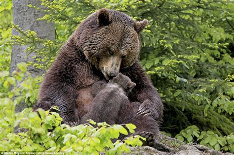 Give Me A Kiss Mum Adorable Bear Cub Cuddles Up To Its Mother And Gives Her A Peck Daily