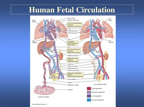 Ppt Human Fetal Circulation Powerpoint Presentation Free Download