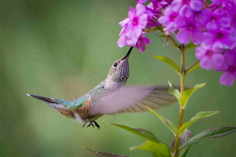 Best Plants To Attract Hummingbirds To Your Yard
